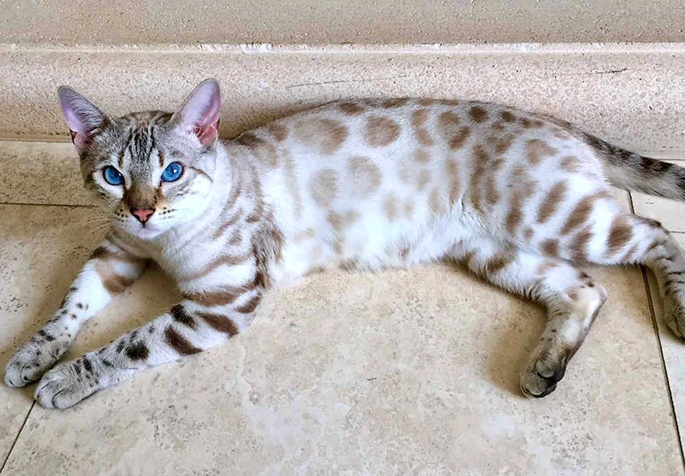 Bengalkatze Luchs Bengalkatze schneebedeckt Luchs Bengalkatze schneebedeckt Luchs Bengalkatze schneebedeckt Luchs Bengalkatze Luchs Bengalkatze schneebedeckt Lynx