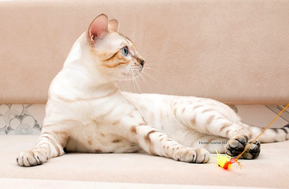 Bengal Bars Bengal Katze