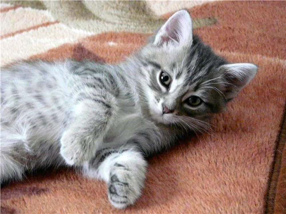 Weiß-grau Katze
