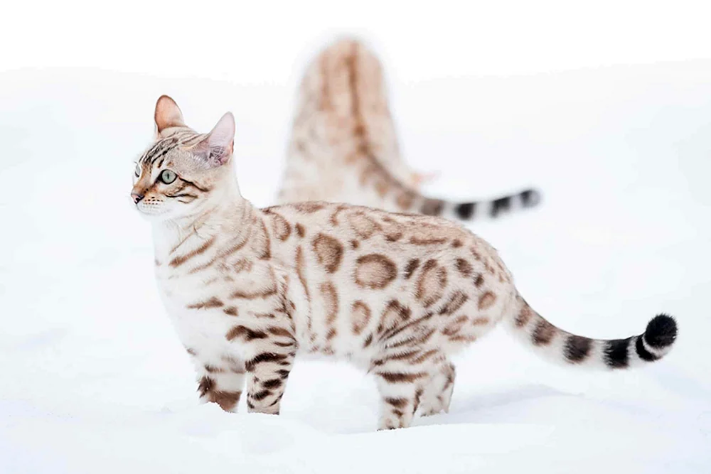 Bengal Bars Bengal Katze