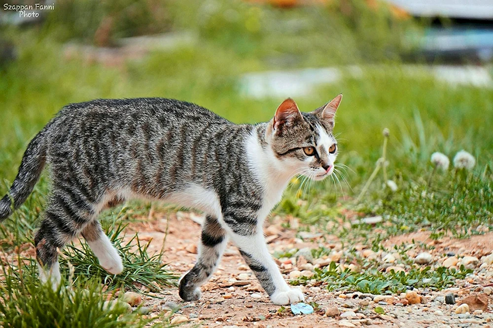 Bengalisch gestromte Katze gestreift