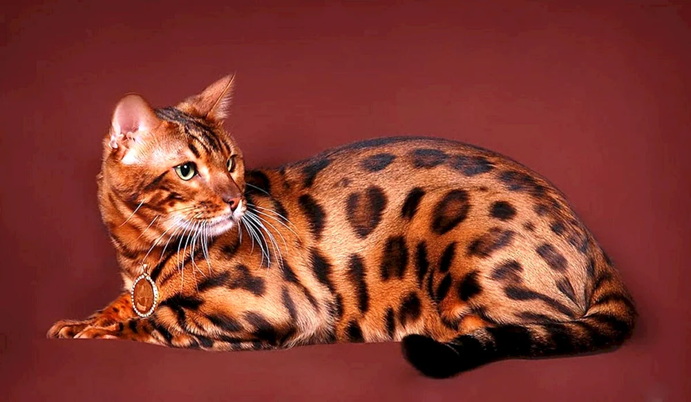 Bengal-Katze