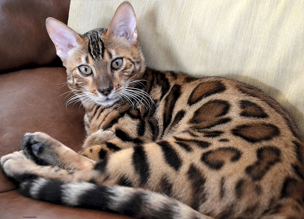 Bengalische Katze