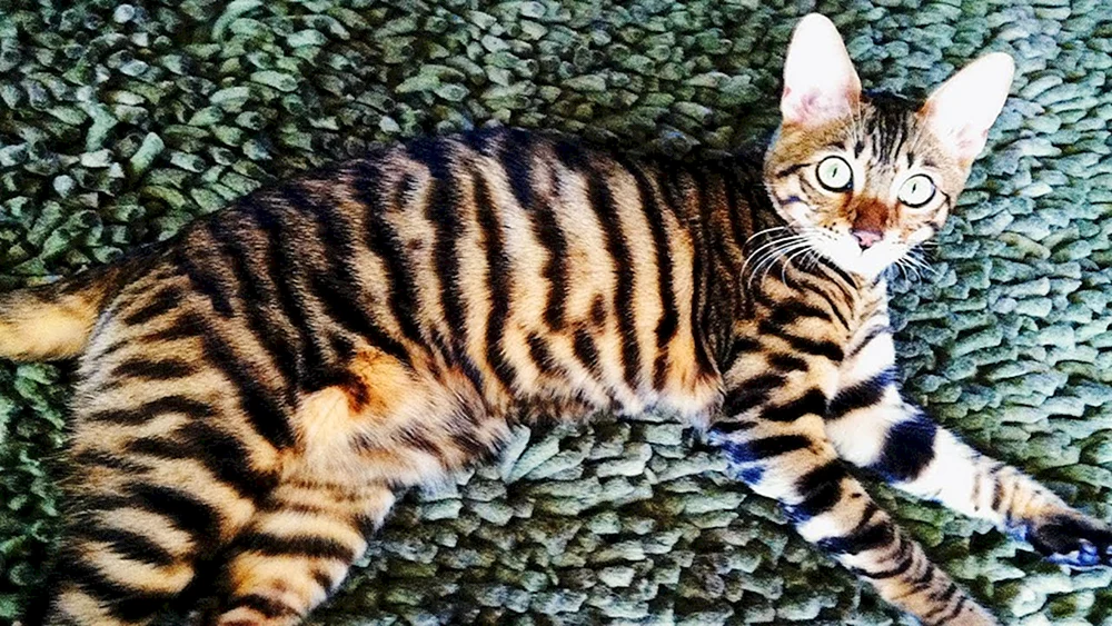 Bengal-Katze