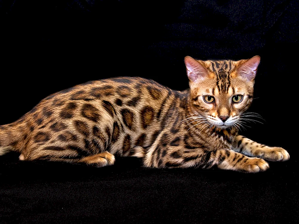 Bengalische Katze