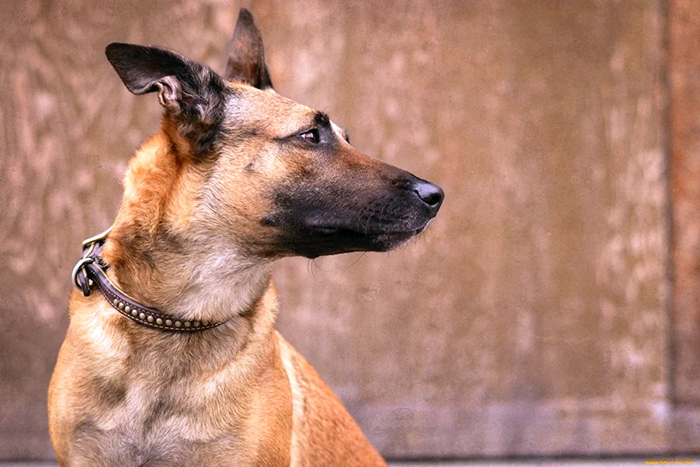 Bengalischer Schäferhund Malinois