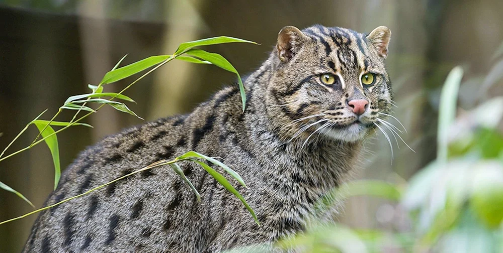 Felis Silvestris Caucasica