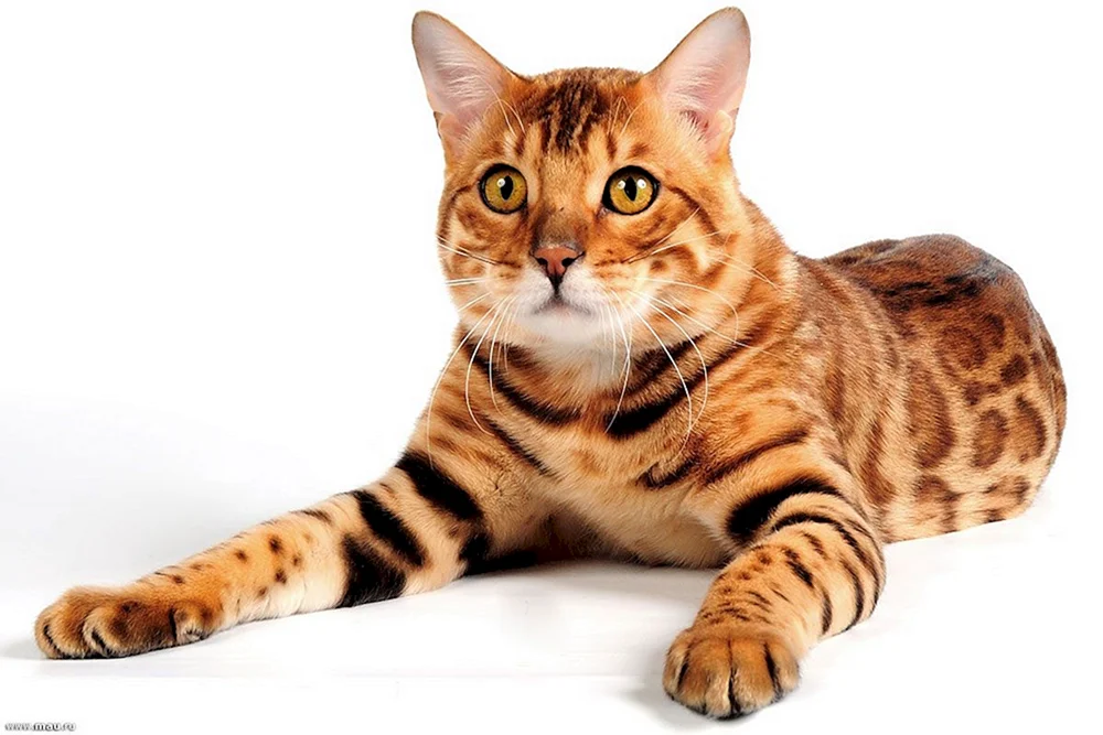 Bengalische Katze