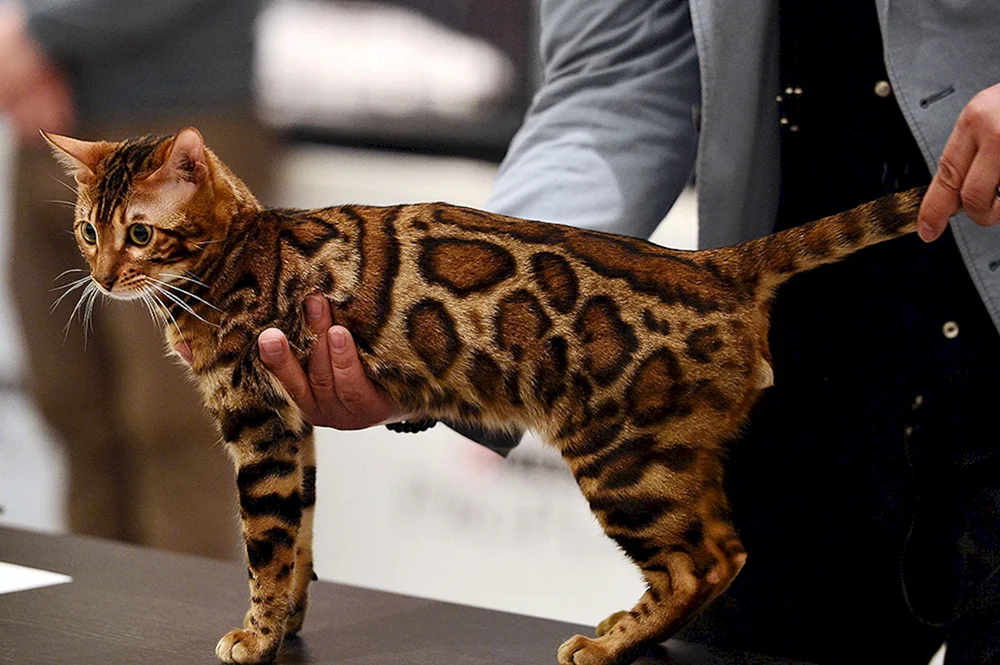 Bengal-Leopard-Katze Katze