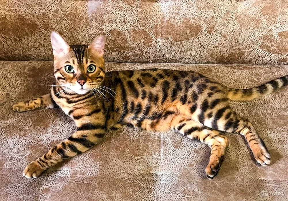 Bengalische Katze