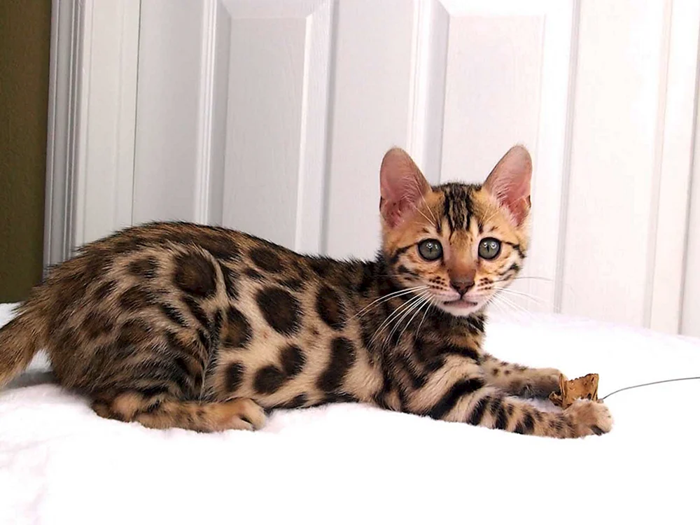 Bengalische Katze