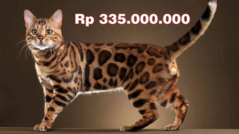 Bengalische Katze