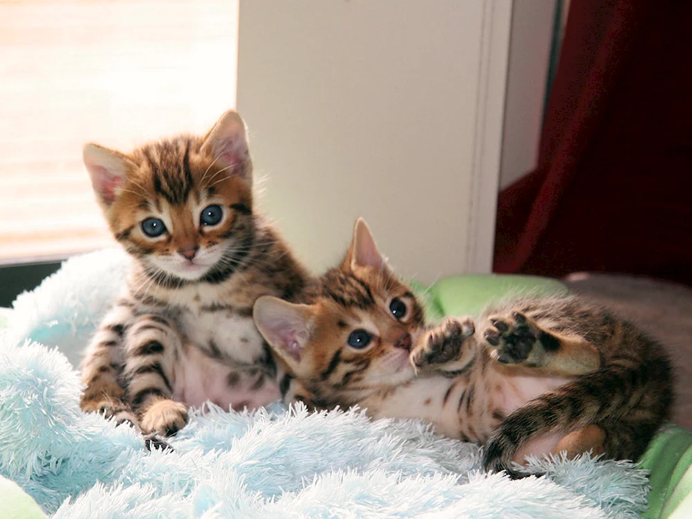 Bengalische Katze