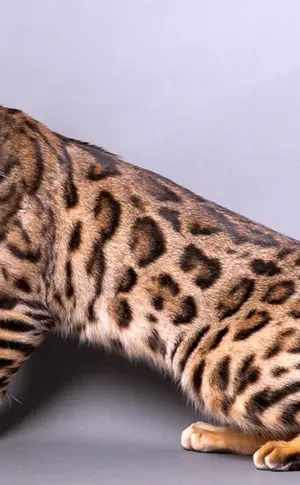 Bengal-Katze
