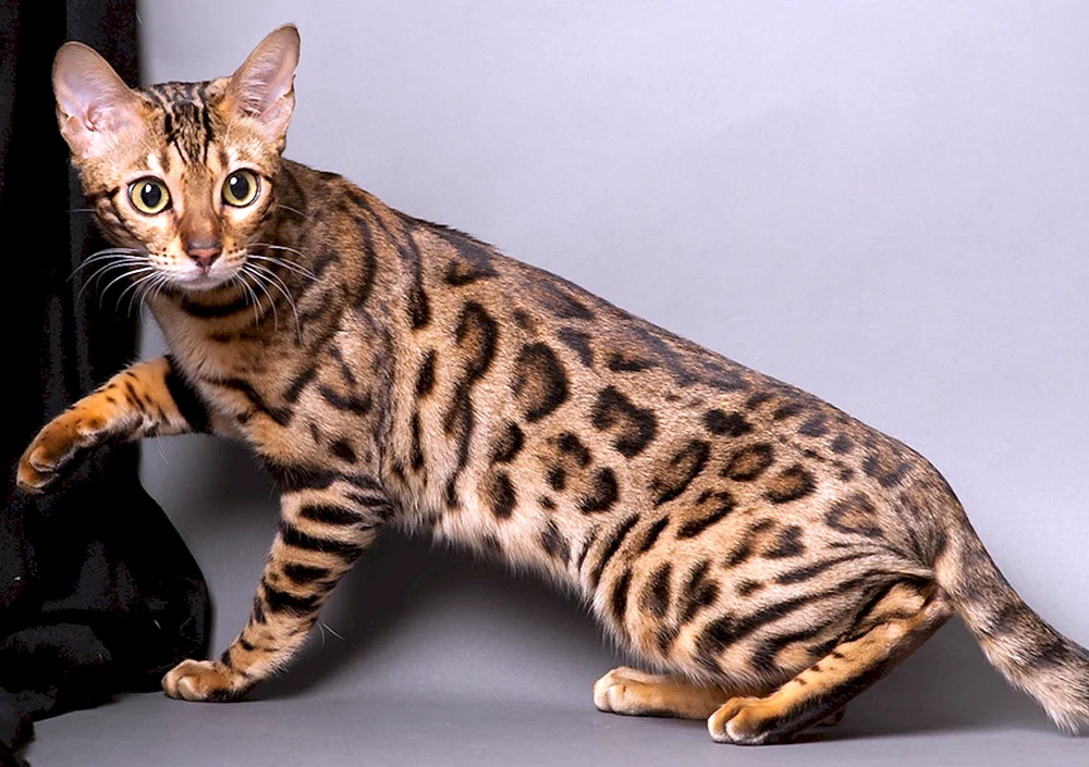 Bengal-Katze