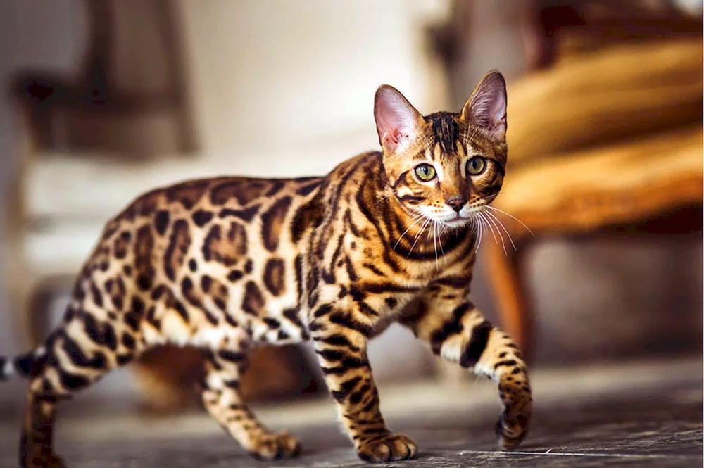 Tiger-Katze