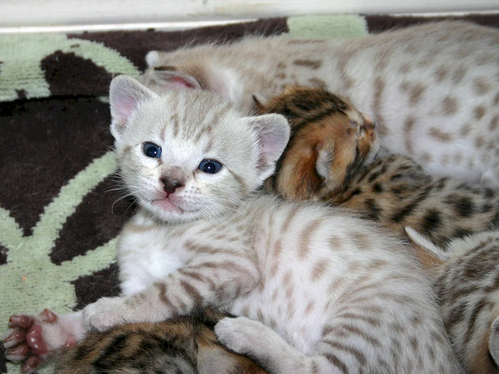 Bengal Katze weiß Bengalkätzchen Bengal silber gestromt Bengalkatze schnee Luchs Bengalkatze marmoriert Bengalkatze blau gestromt Bengalkatze schnee Stäbe