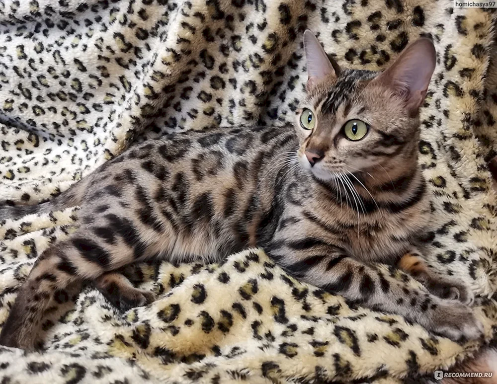 Bengal métis Katze
