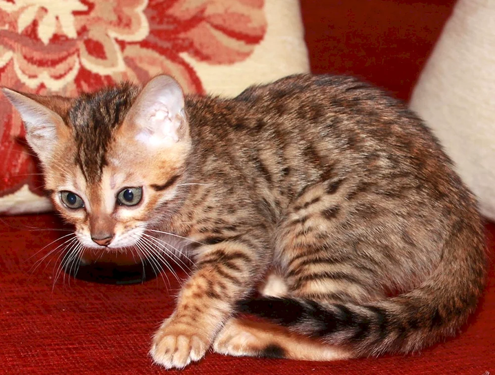 Marbled Manx gestromt