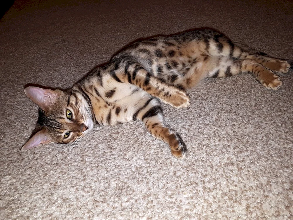 Marbled Bengal métis Katze