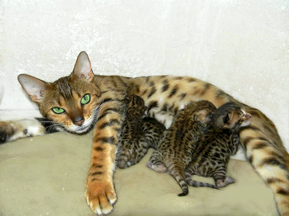 Bengal métis Katze