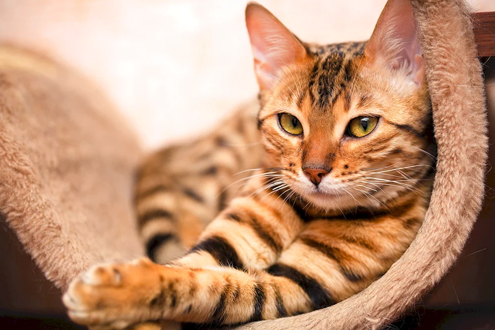 Bengal Katze gestreift