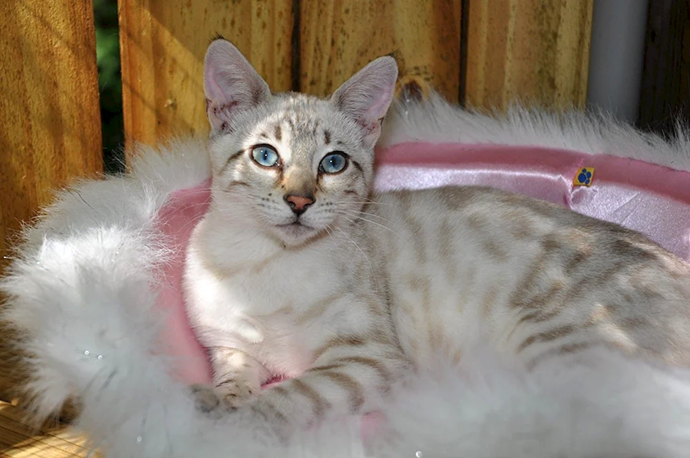 Bengal Katze Farbe Lynx