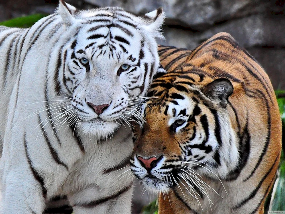 Amur-Tigerin mit Tigerbabys