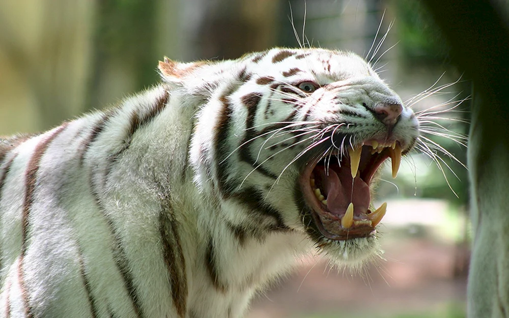 Bengalischer Albino-Tigerpiste