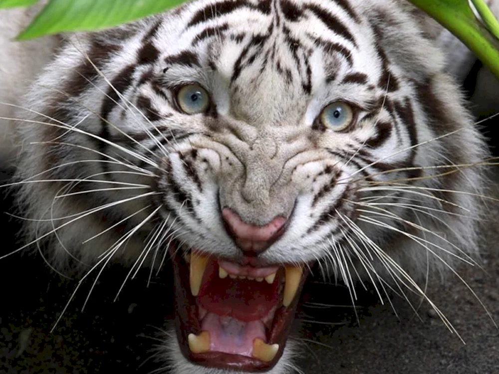 Bengalischer Albino-Tiger