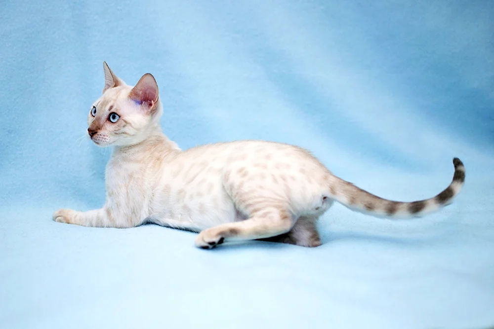Bengal Snow Linx