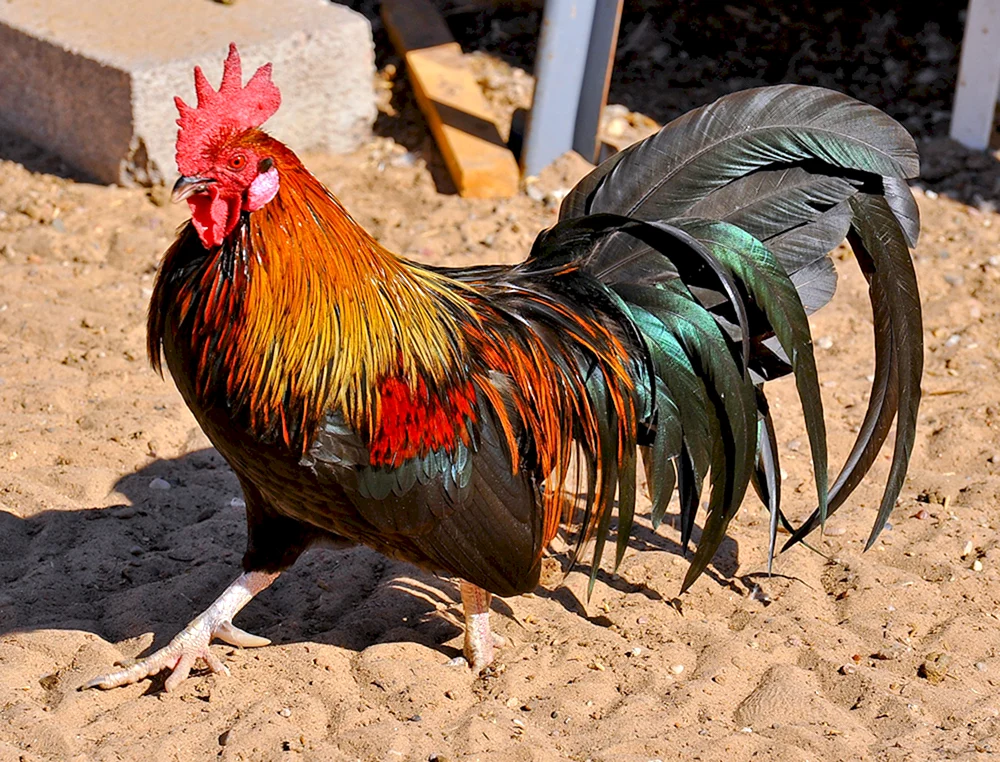 Bentamka Phoenix Rasse