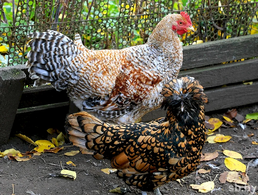 Ameraucana Rasse Ameraucana
