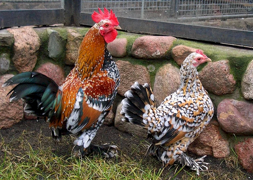 Ayam Cemana