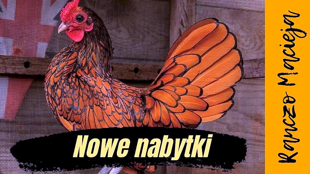 Bentam Hühner Peking Benthamka