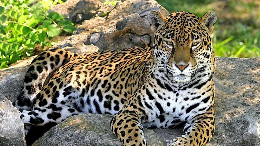 Jaguar und Leopard