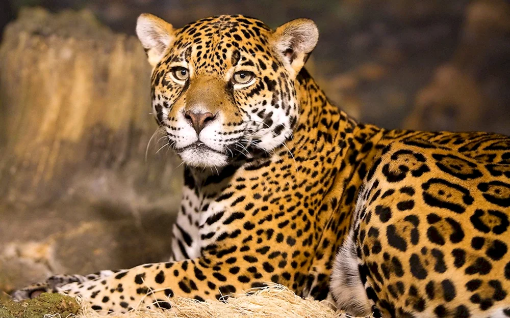 Jaguar Panthera onca