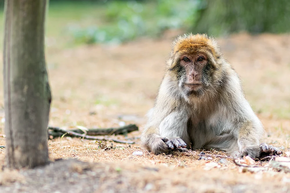 Berberischer Affe