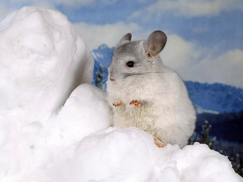 Bergchinchilla und Chinchilla