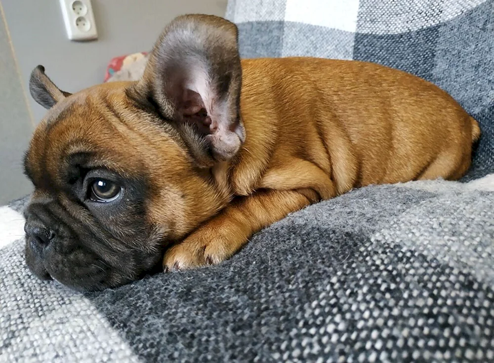 Französische Bulldogge Pied Piper