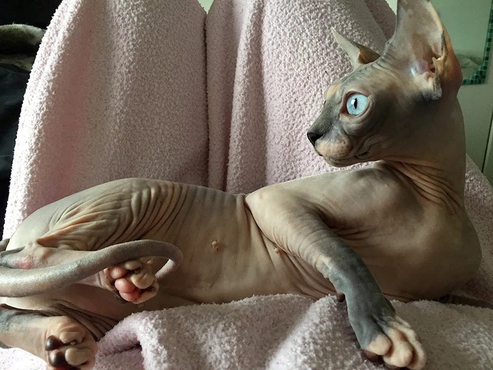 Esel sphynx