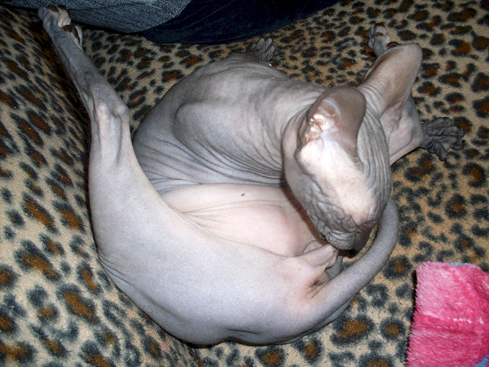 Fette kahle Katze