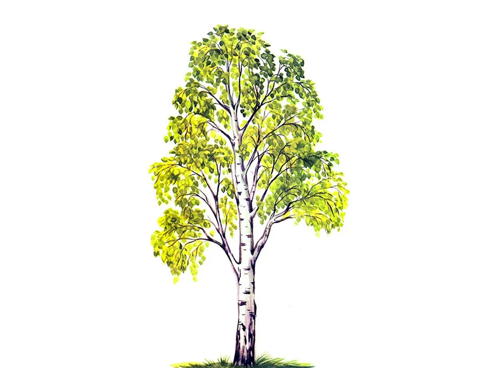 Derewentschuk-Birkenhain