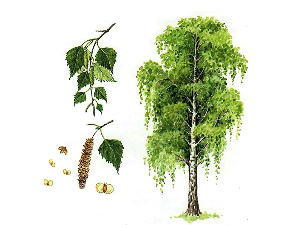 Birkenbaumfrüchte