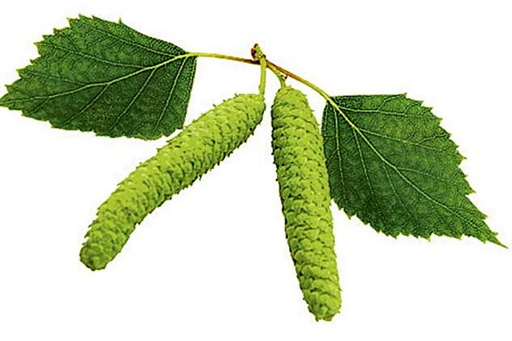 Pappelbaum Balsamische Rinde