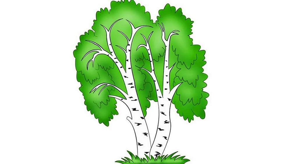 Birkenzeichnung