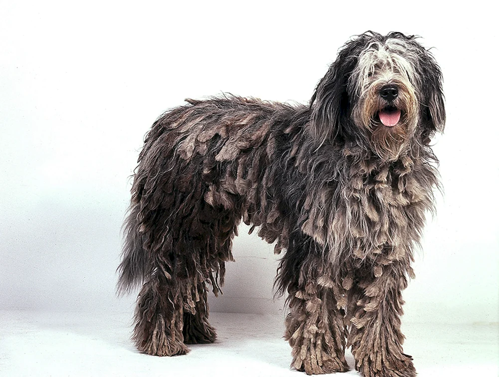 Bergham Schäferhund Bergamasco