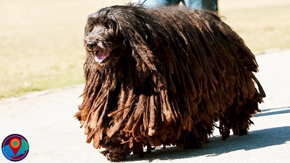 Bergamasco