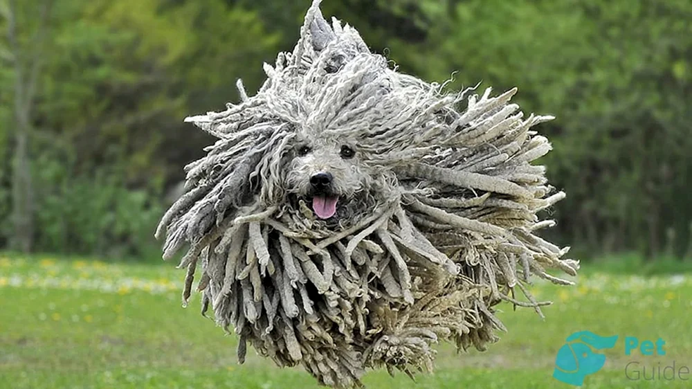 Venger Schäferhund Komondor