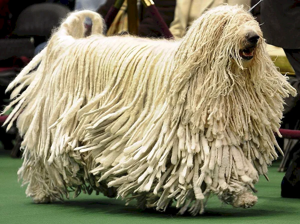 Comondor Mop Hund